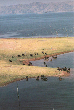 Buffalo herds on the shores of Lake Kariba