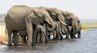 Chobe Day Trip Chobe Day Trip
