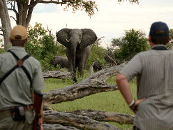 Game viewing safari in Hwange - Zimbabwe Game viewing safari in Hwange - Zimbabwe