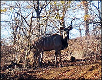 Kudu in the bush near Zambia Wilderness Ranch