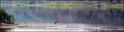 Zambia Wilderness Ranch bird on the Zambezi River