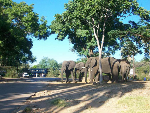 Victoria Falls elephants - Zimbabwe Victoria Falls elephants - Zimbabwe