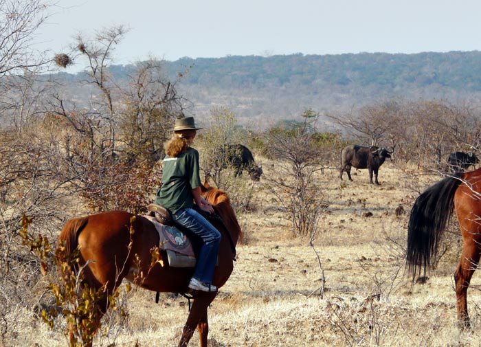 Horse riders look at buffalo