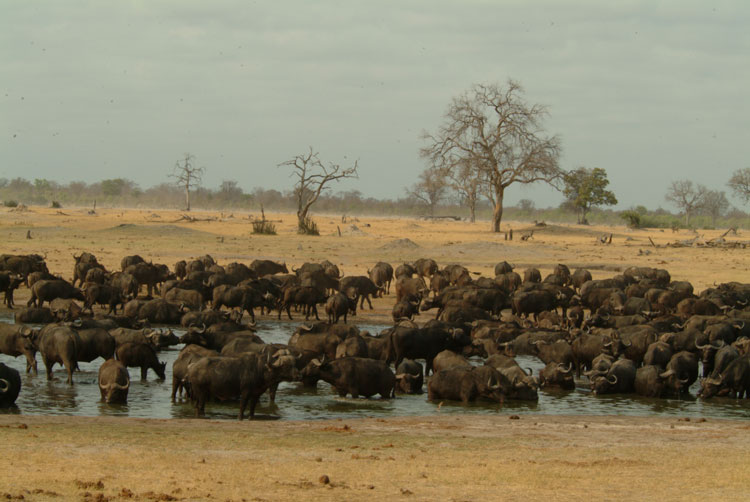 Buffalo Herd