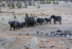 Hwange Elephants