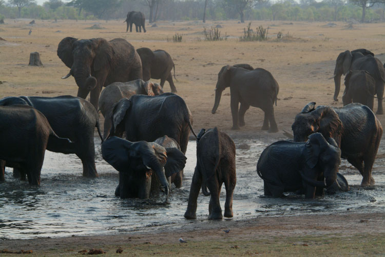 Elephant Herd Drinking