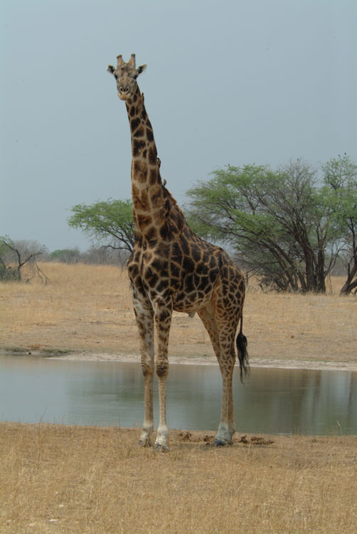 Giraffe
