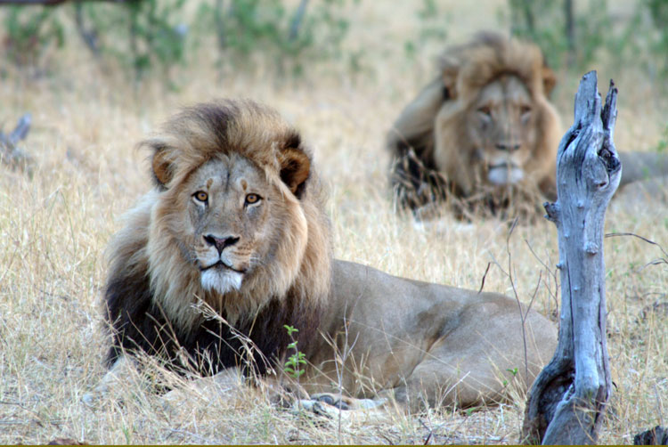 Cecil the Lion of Hwange