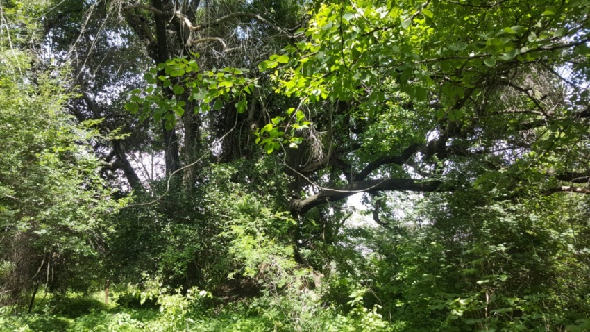 Zambezi River property for sale