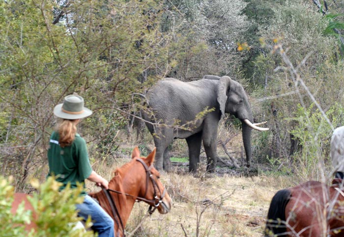 Horse Back Safari and Elephant