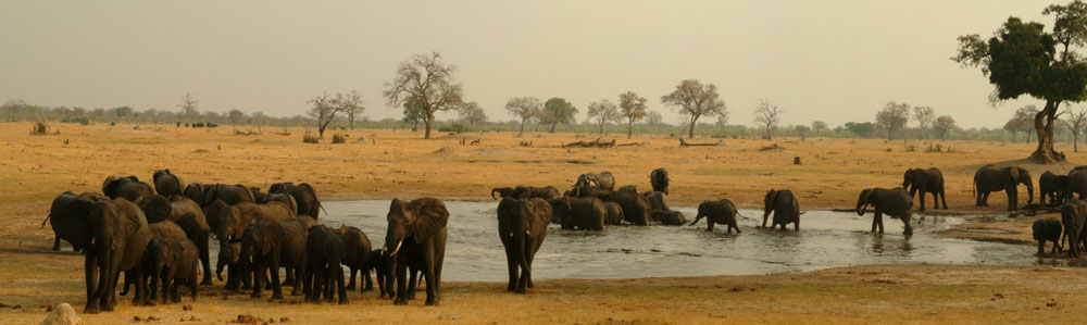 Elephants in Hwange National Park
