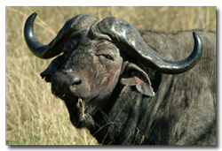 Cape Buffalo