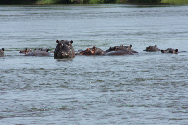 Hippos in the Chobe River