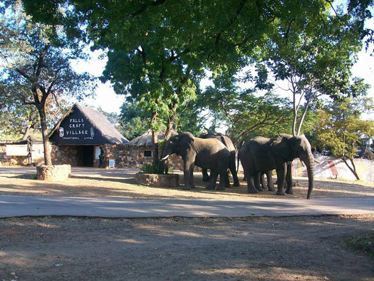 Elephants at the craft village in Victoria Falls