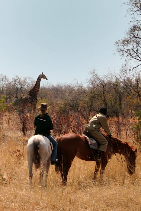 Horses and Giraffes