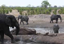 Elephants at waterhole