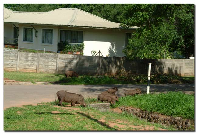 Warthogs in Victoria falls town