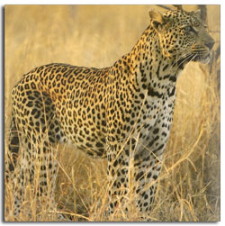 Zimbabwe Animals - the Big Five, and animals found around Zimbabwe
