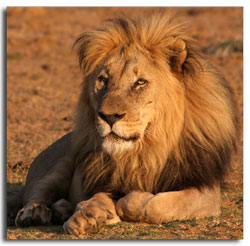 Male Lion - Panthera Leo