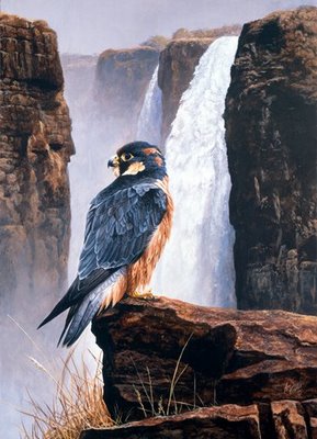 Taita Falcon Victoria falls