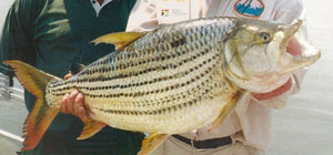 Zambezi River tiger fishing
