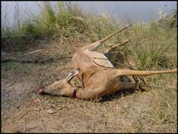 Impala with a wire snare