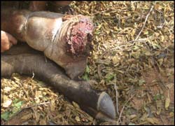Swollen buffalo leg caught in snare