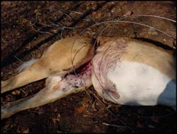Impala killed by poachers