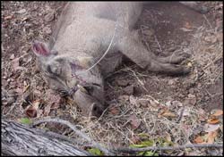 Warthog caught in snare