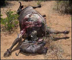 Female buffalo killed by poachers