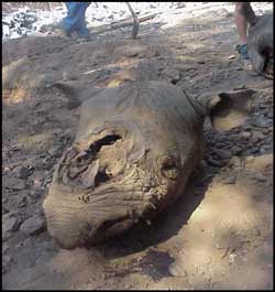 Commercial Rhino Horn poaching is a very serious threat