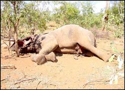 Poached African Elephant