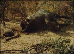 Elephant poached for its Ivory Tusks