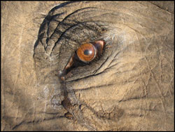 Dead African Elephant - This photograph was taken moments after this elephant was killed