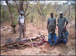 Arrested poachers in Zambezi National Park