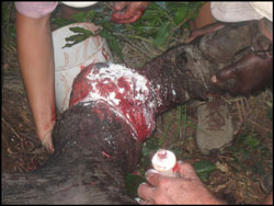 This Buffalo was darted and its leg treated for a badly infected 
			wound caused by a wire snare