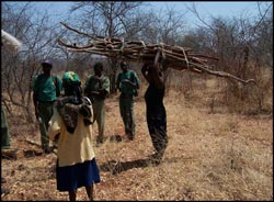Wood poachers apprehended by VFAPU in Zambezi National Park