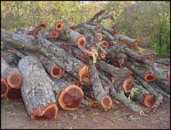 Volumes of Mahogany trees are cut down to make curios