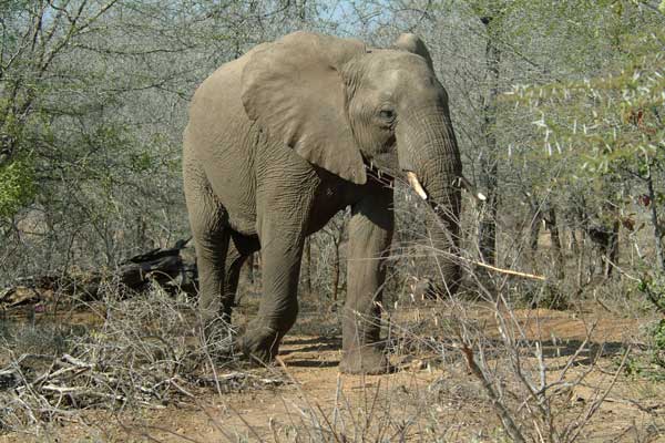 The African Elephant