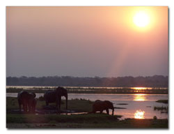 Elephants by the Zambezi River banks at sunset - Zimbabwe