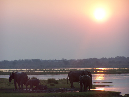 Elephants - Zambezi River