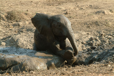 Baby African Elephant