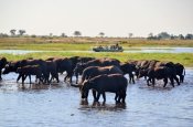 Chobe River Cruise - Muchenje Lodge - Chobe River cruise on the Chobe River with Muchenje Safari Lodge - Botswana