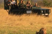 Lion on a game drive in Hwange National Park in Zimbabwe Game Drive in Hwange