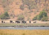 Ngoma Safari Lodge Elephants on the Chobe River - Ngoma Safari Lodge, Botswana