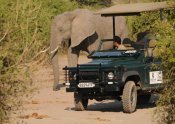 Ngoma Safari Lodge On a game drive with Ngoma Safari Lodge - Chobe, Botswana