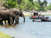 Game viewing by boat on the Chobe River Game viewing by boat on the Chobe River