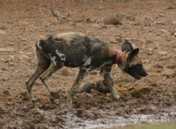 Bandit the Snared Pup