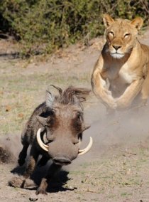 Amazing animal sightings in Chobe, plus more Victoria Falls activities all bundled and discounted