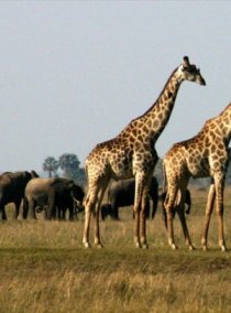 Chobe adventures plus a Victoria Falls safari activity, both at a special discount